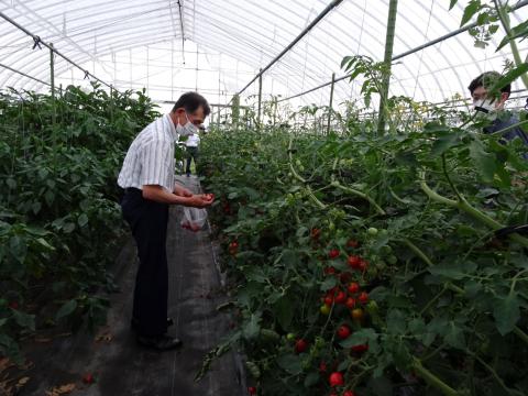 庄内植酸会　「各種野菜や米、果物、園芸などでも研究を重ねてきましたが、野菜はやはり肥料や土壌改良剤の効果・成果が見えるのが早い気がします」